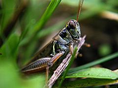 Crickets, Grasshoppers (Orthoptera)